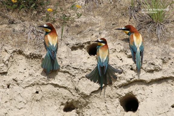 Bienenfresser (Merops apiaster)